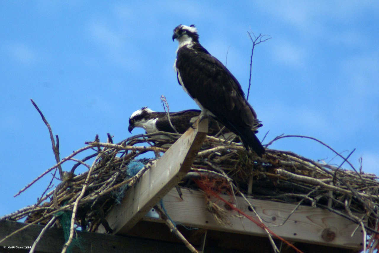 Osprey