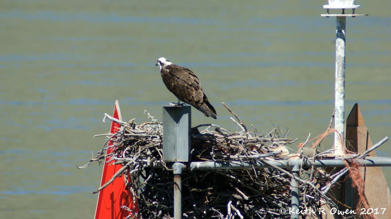 Osprey