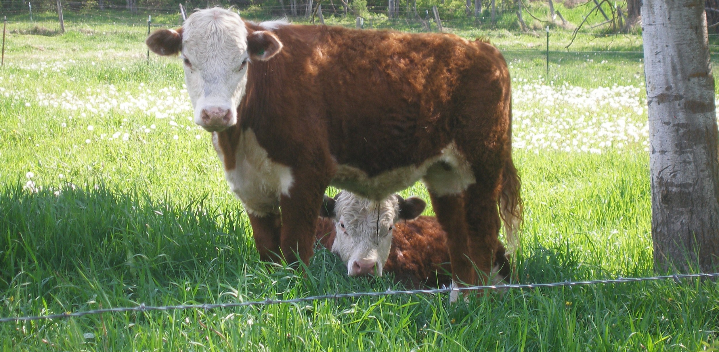 Our Friendly Neighbors!