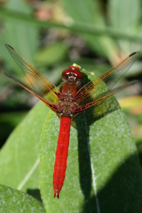 Our Red Dragonfly