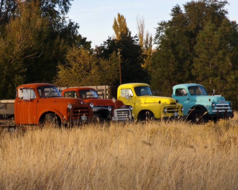 Out to Pasture