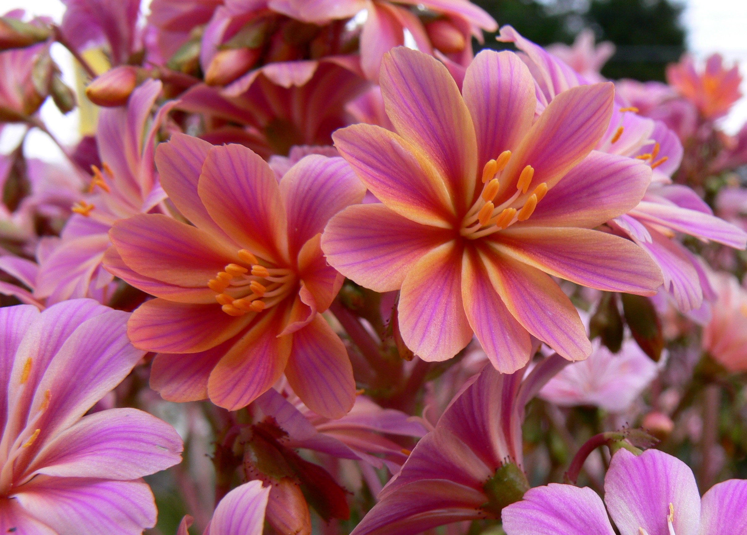 P1550704