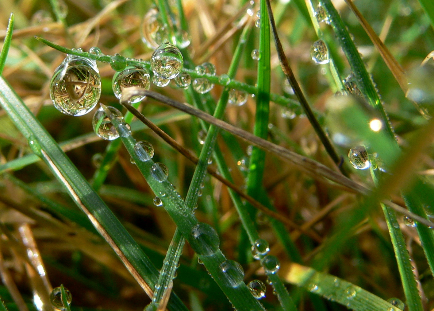 P1700440