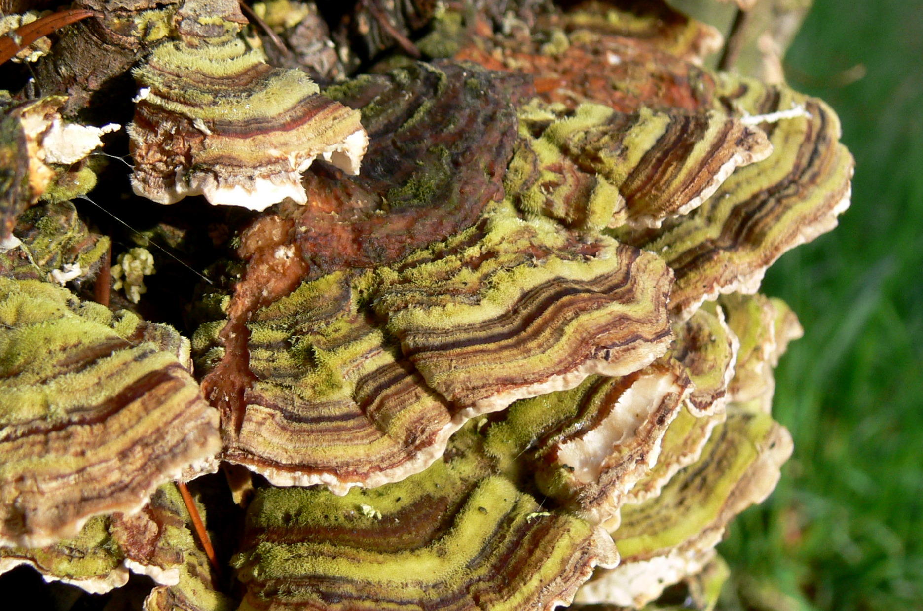 P1700499-1