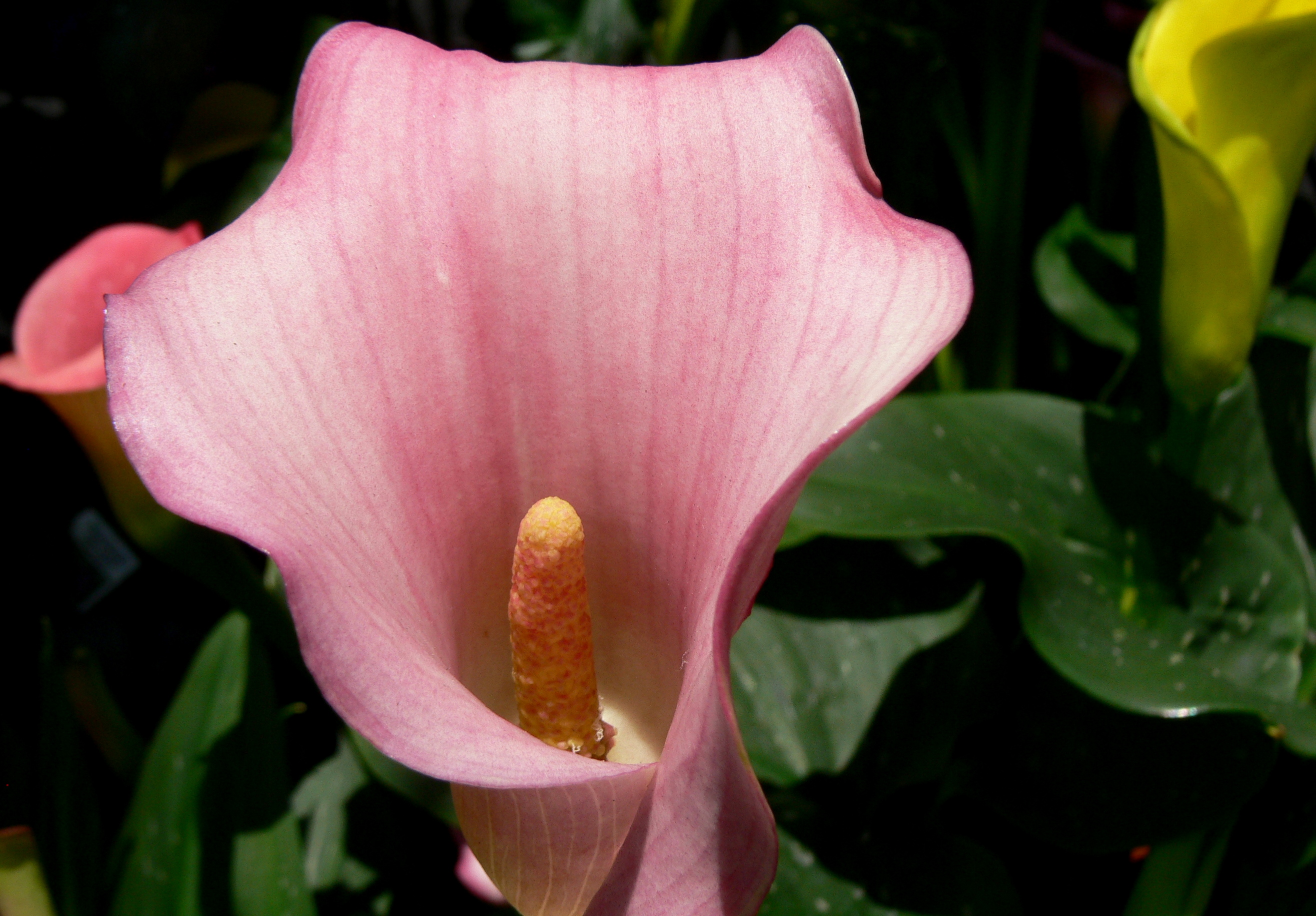 P1770543