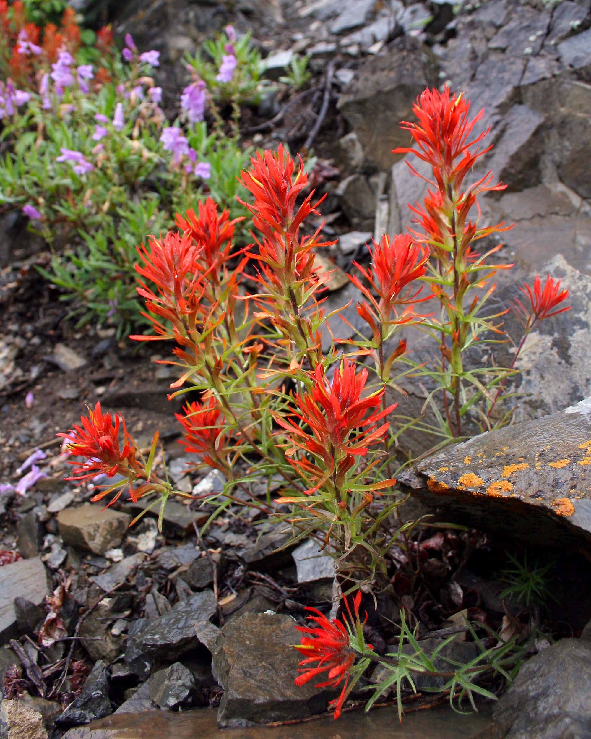 Paintbrush