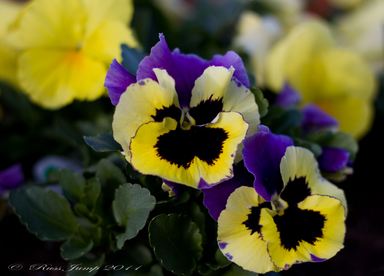Pansy