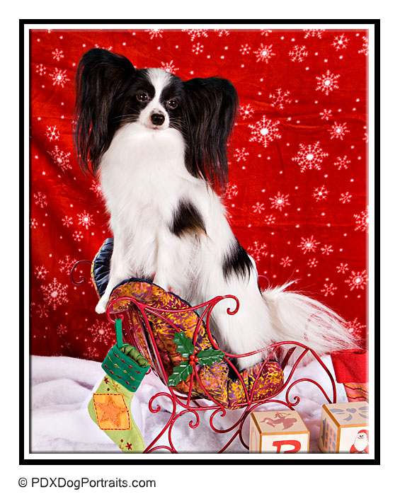 Papillion Christmas