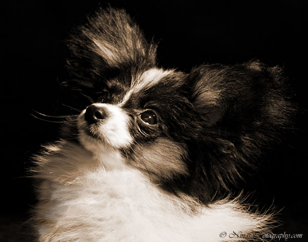 Papillion