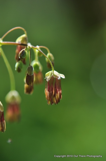 "Parasol" grass