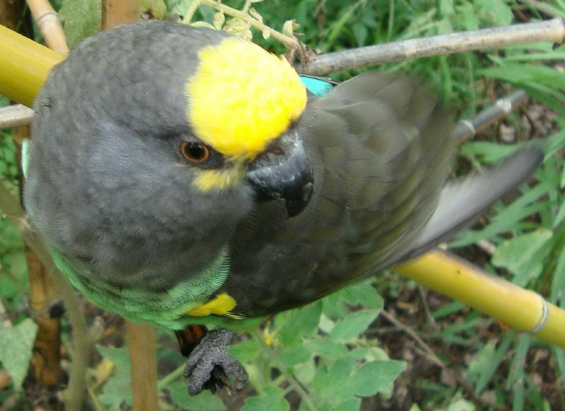 Parrot