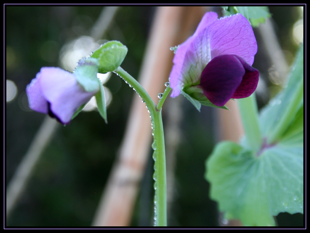 Pea Flower