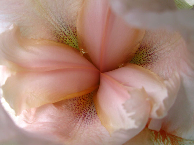 Peach DayLily