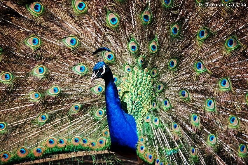 Peacock