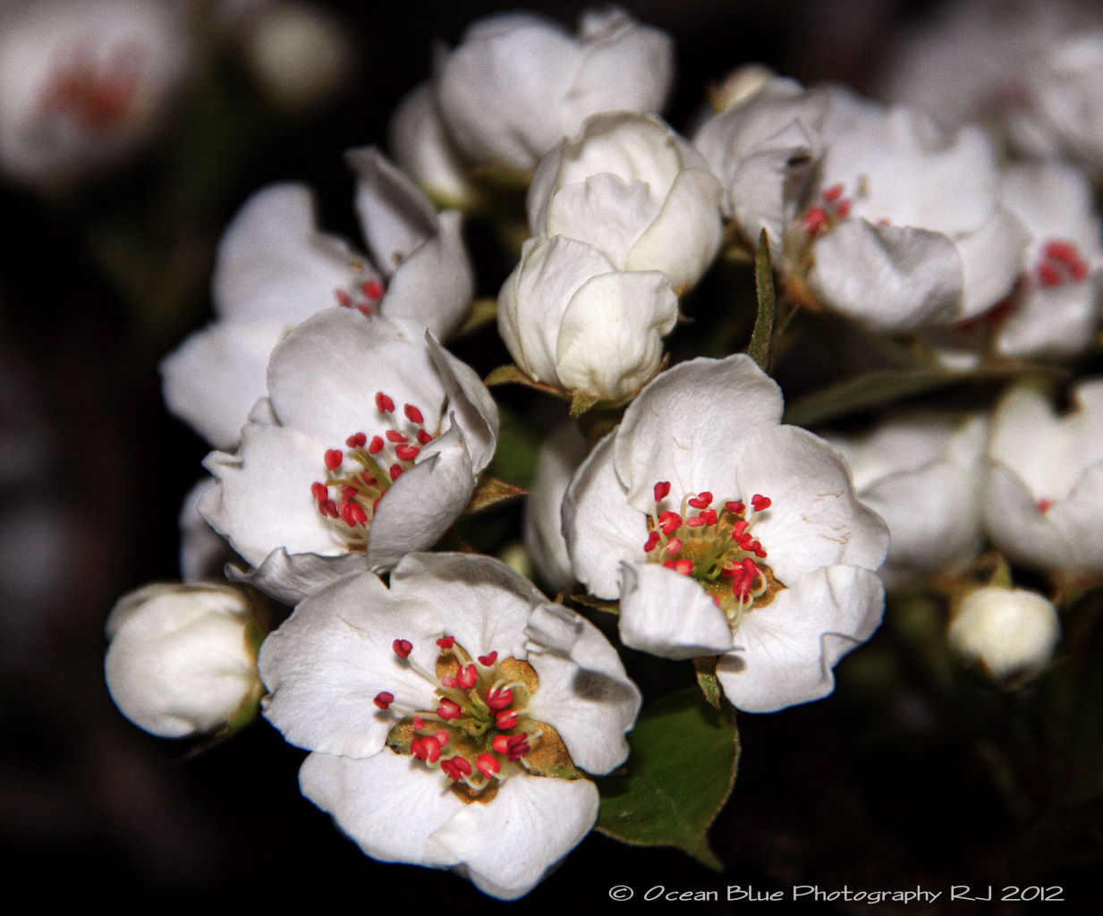 Pear Blossom