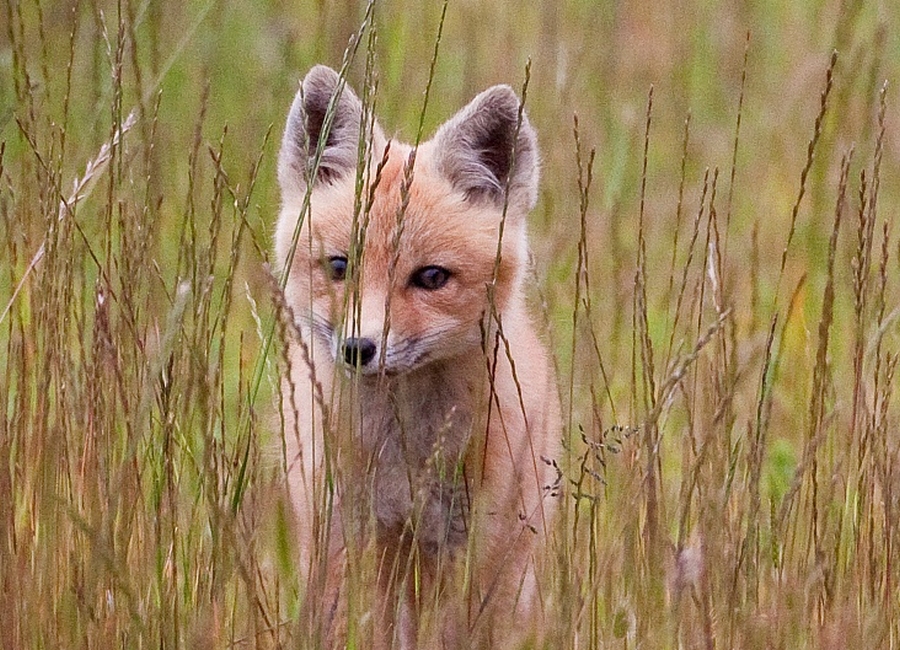 peek a boo