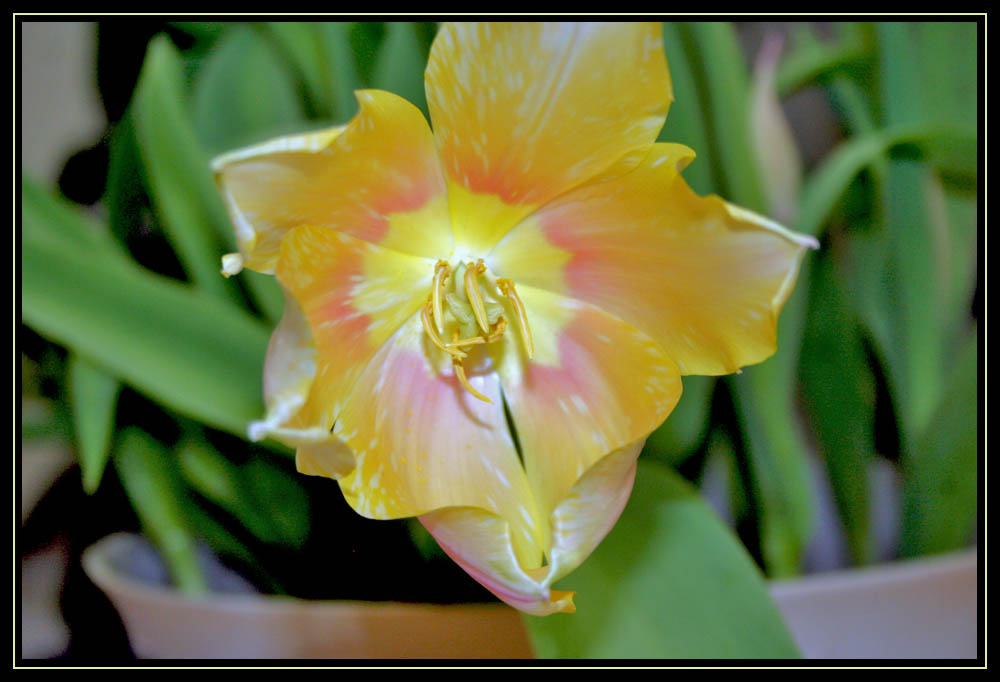 Peggy's Tulip