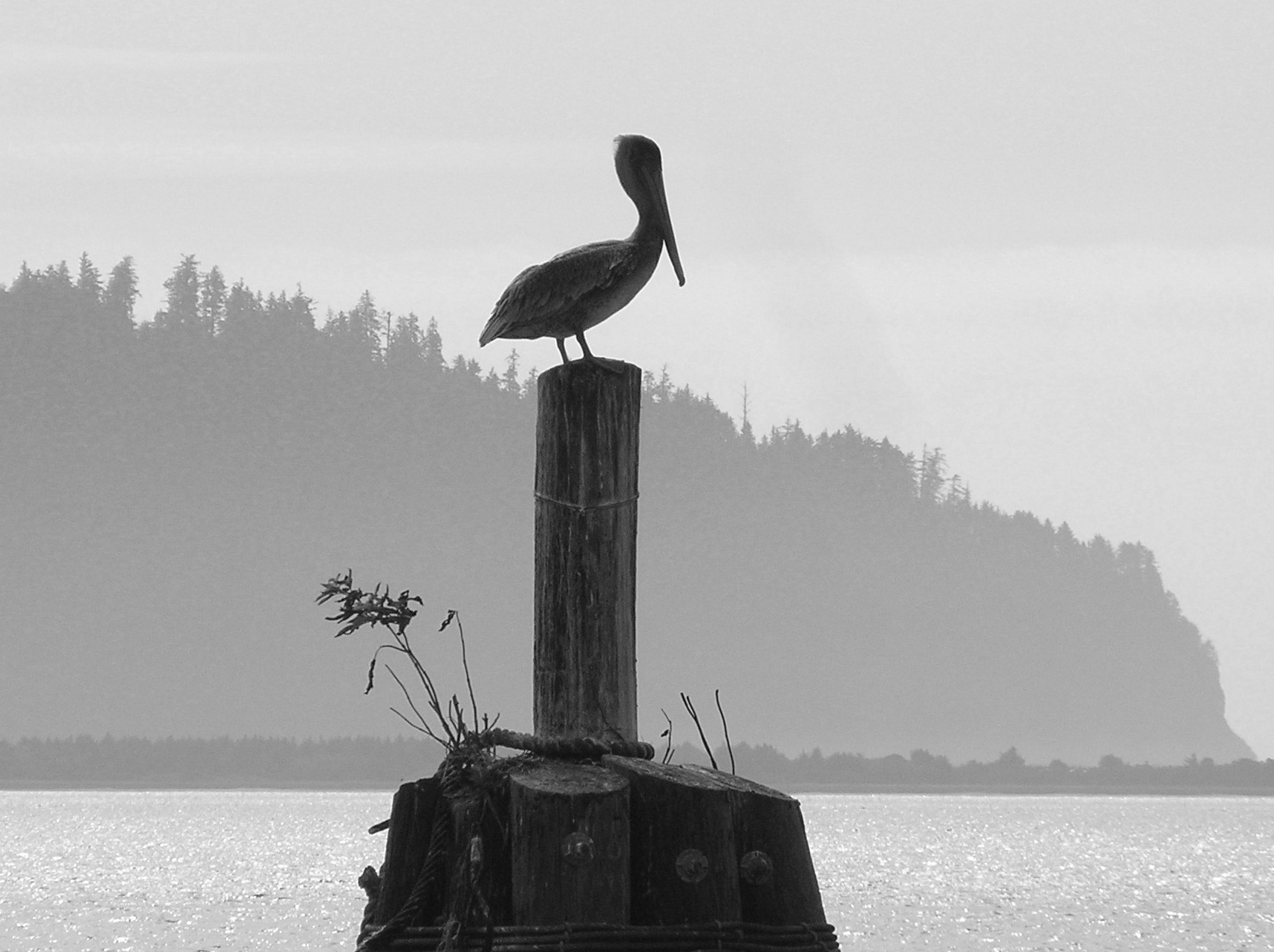 Pelican