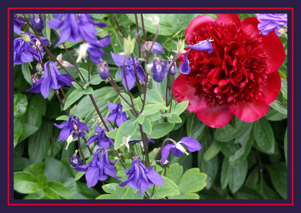 Peony&Columbine
