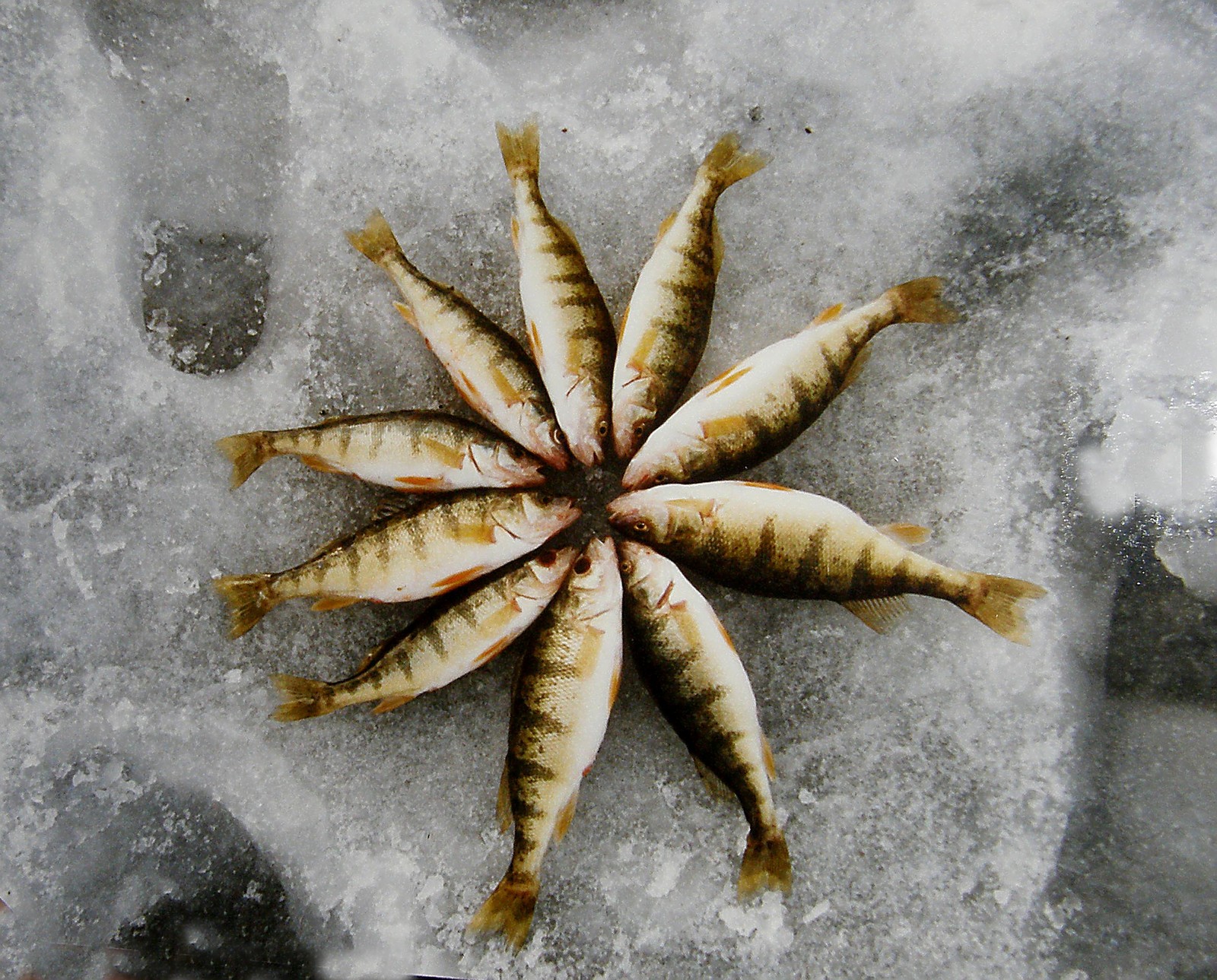 Perch Wheel