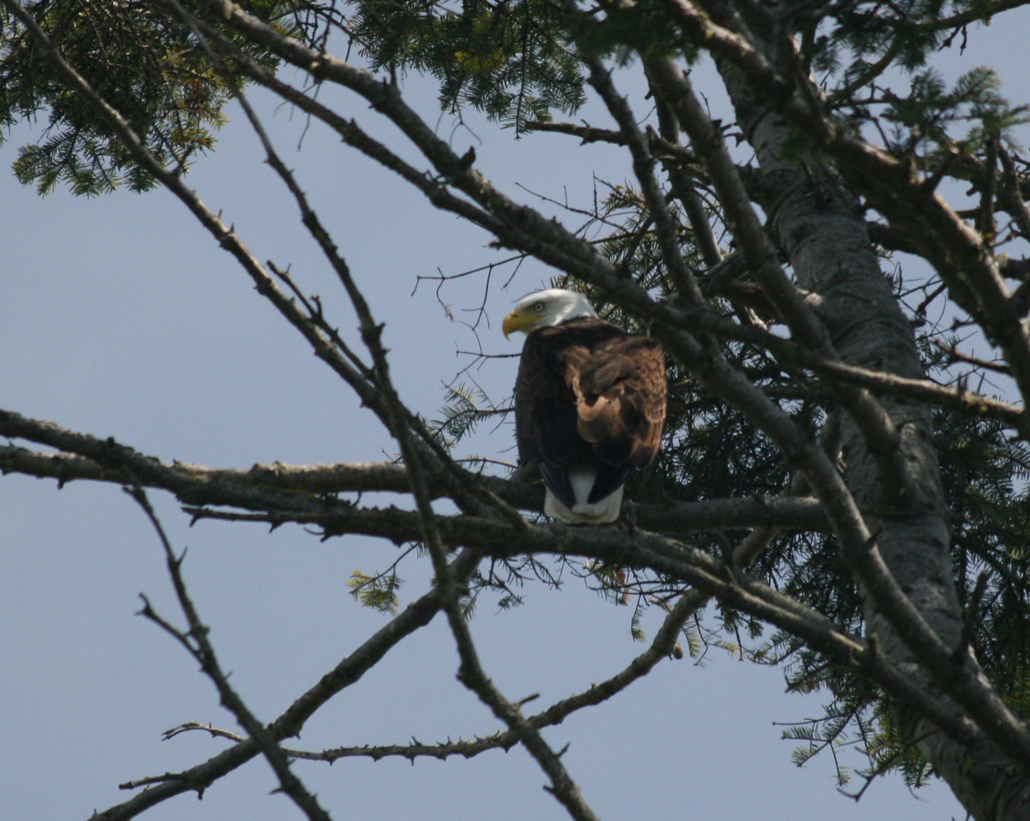 Perched Eagle
