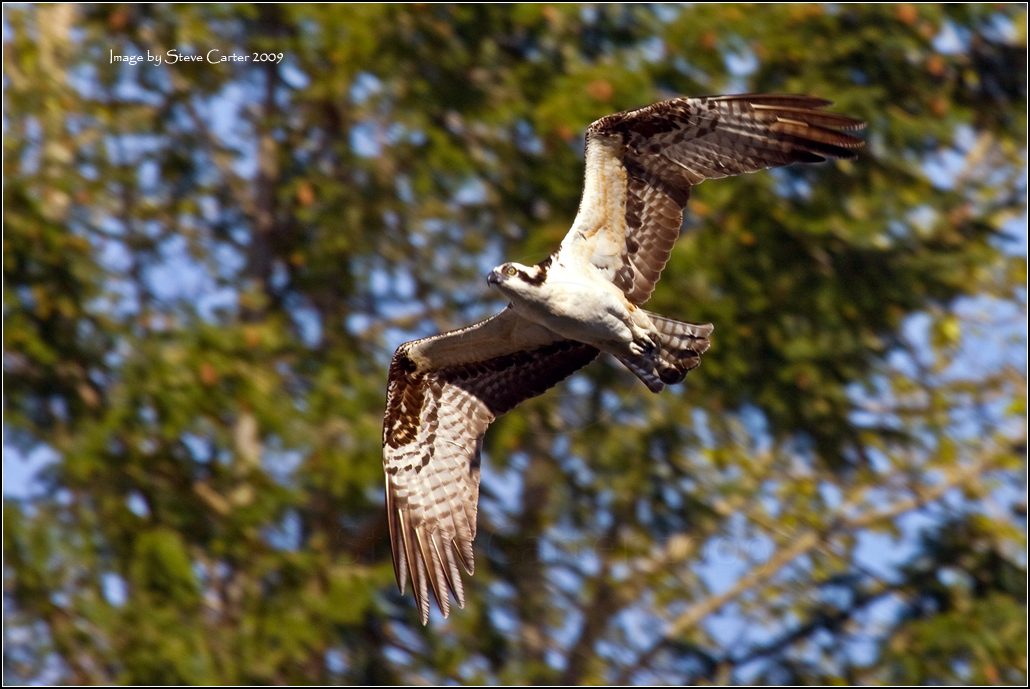 Peregrine Falcon in flight