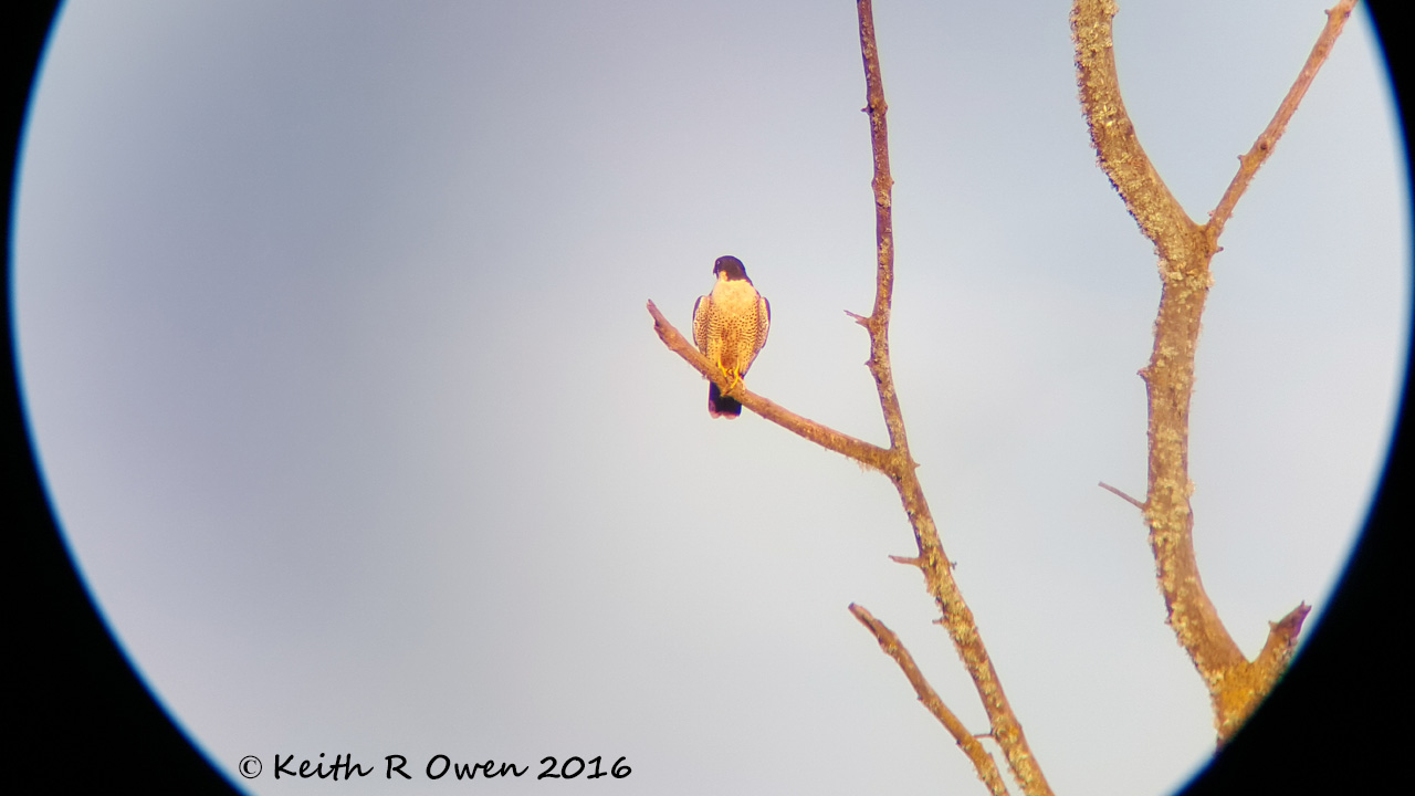 Peregrine Falcon