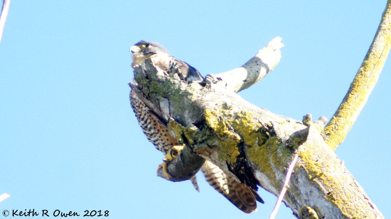 Peregrine Falcon
