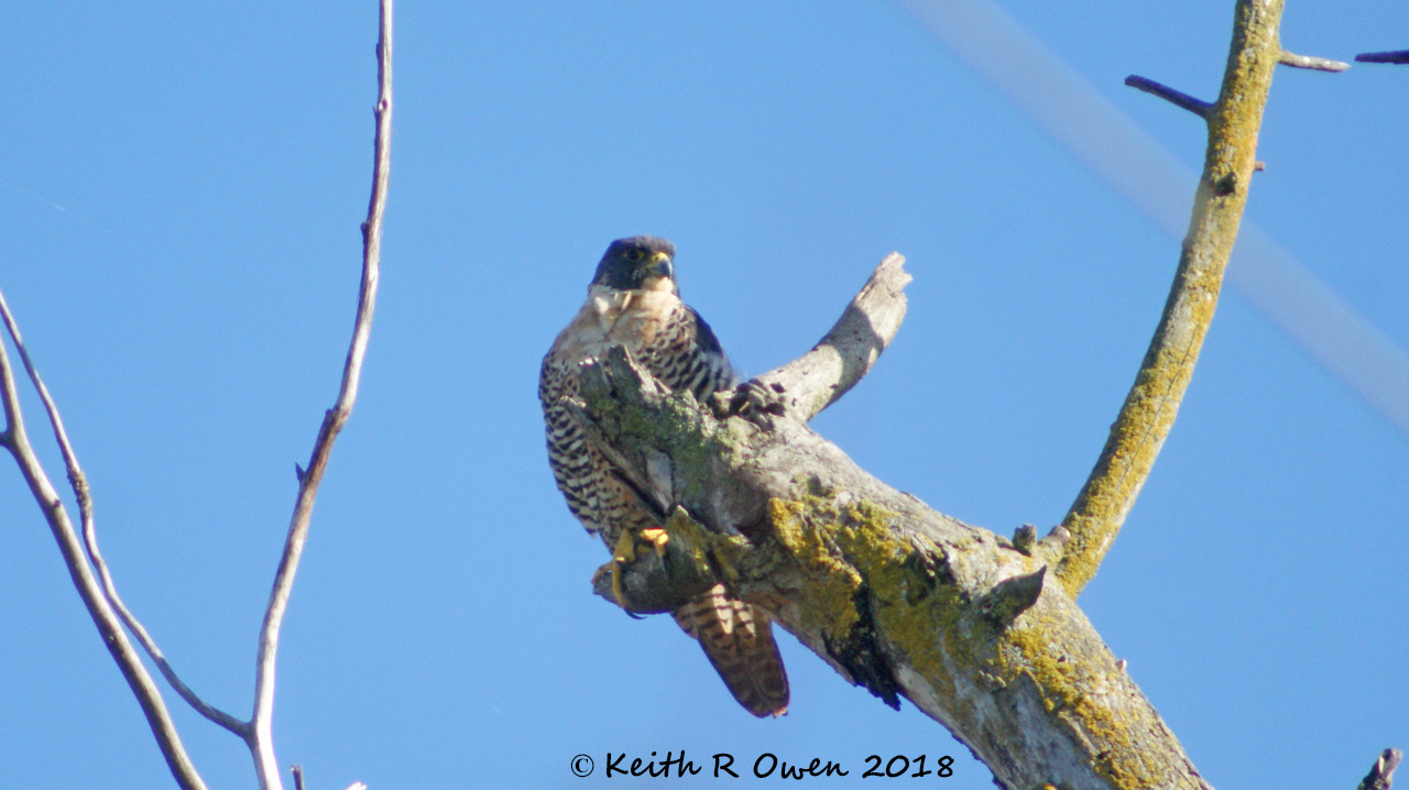 Peregrine Falcon