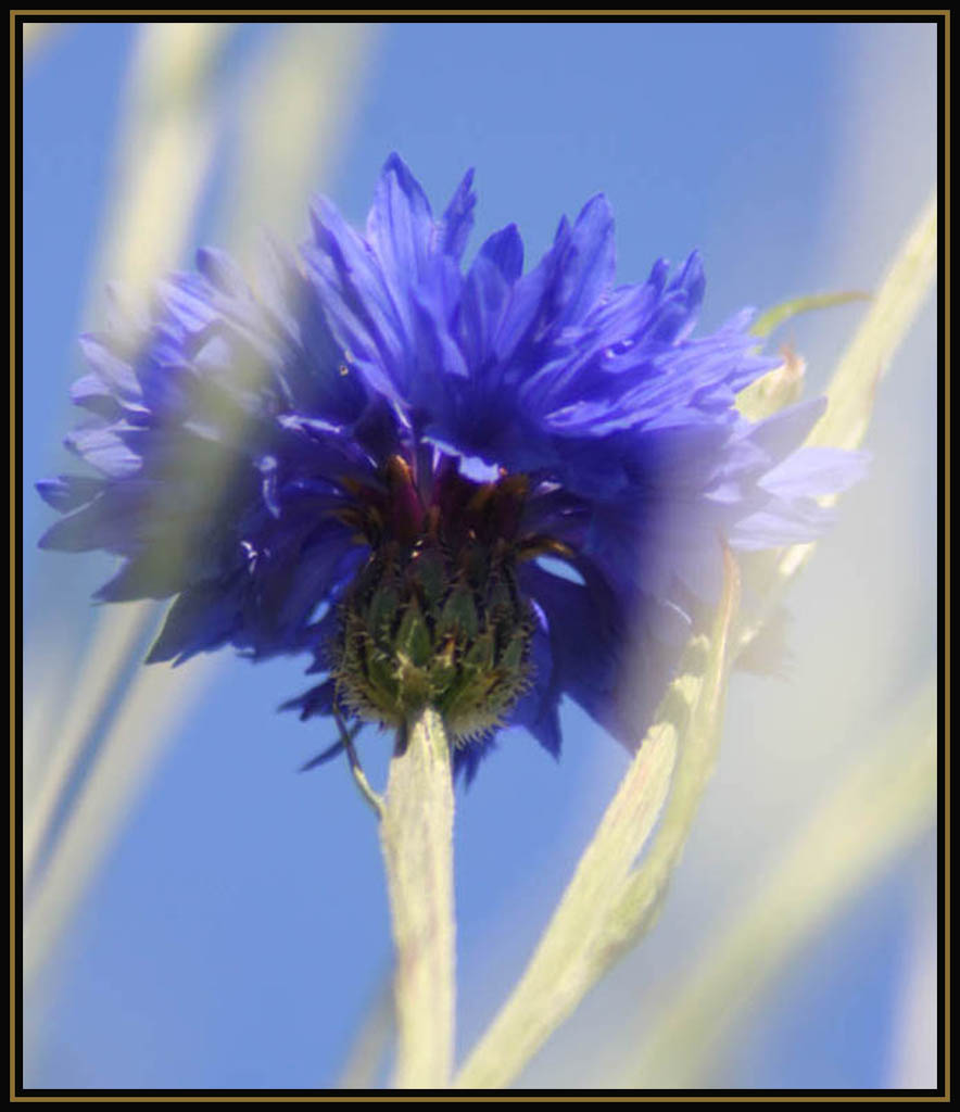 Perfect Capture Of Blue