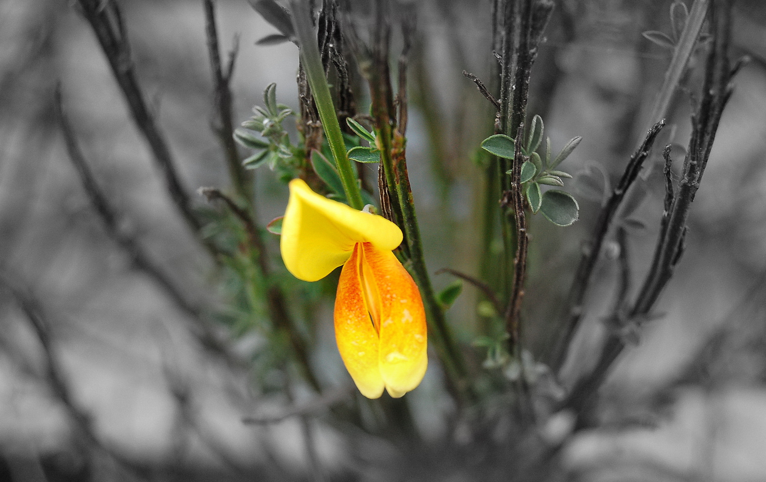 Petals