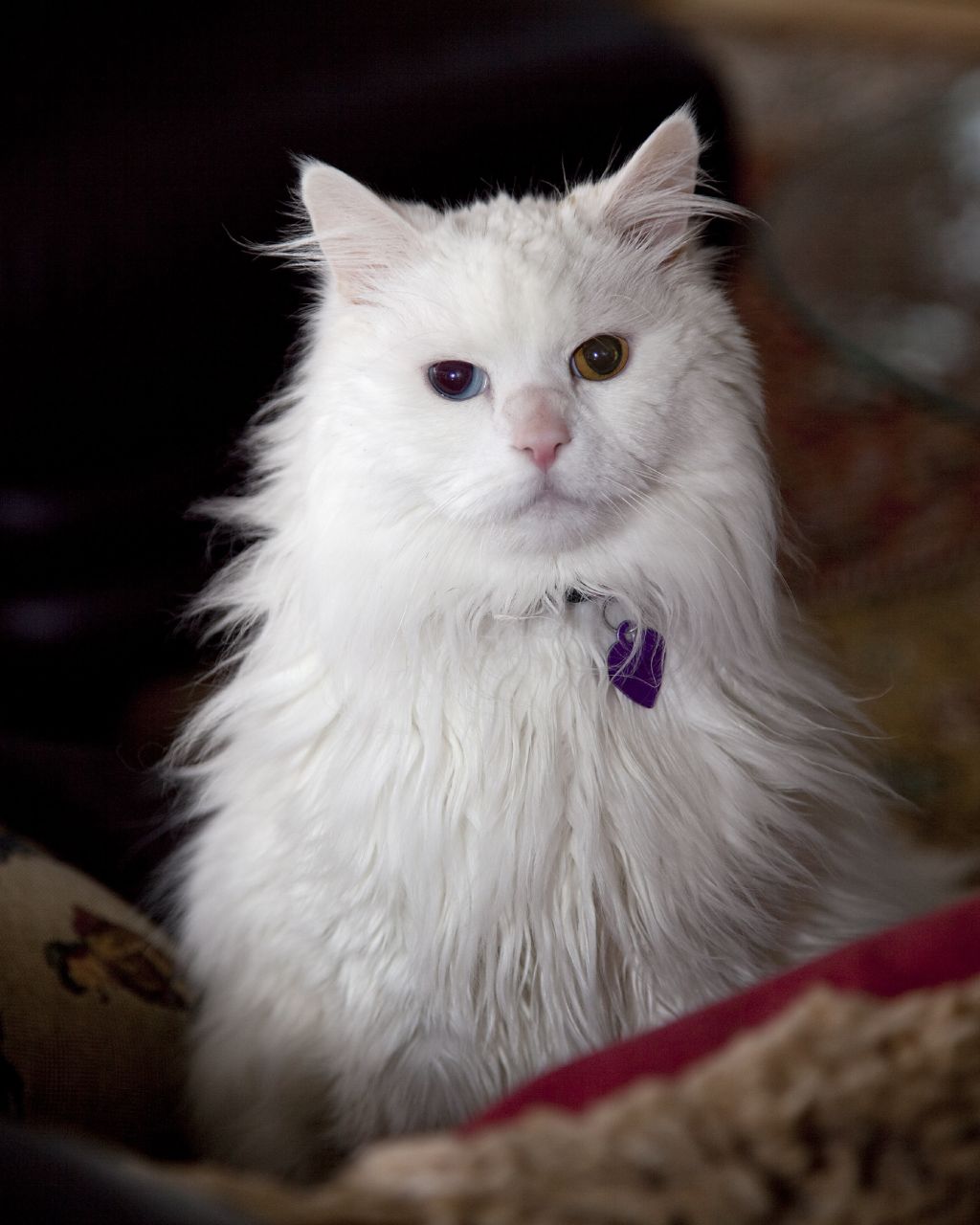 Pete