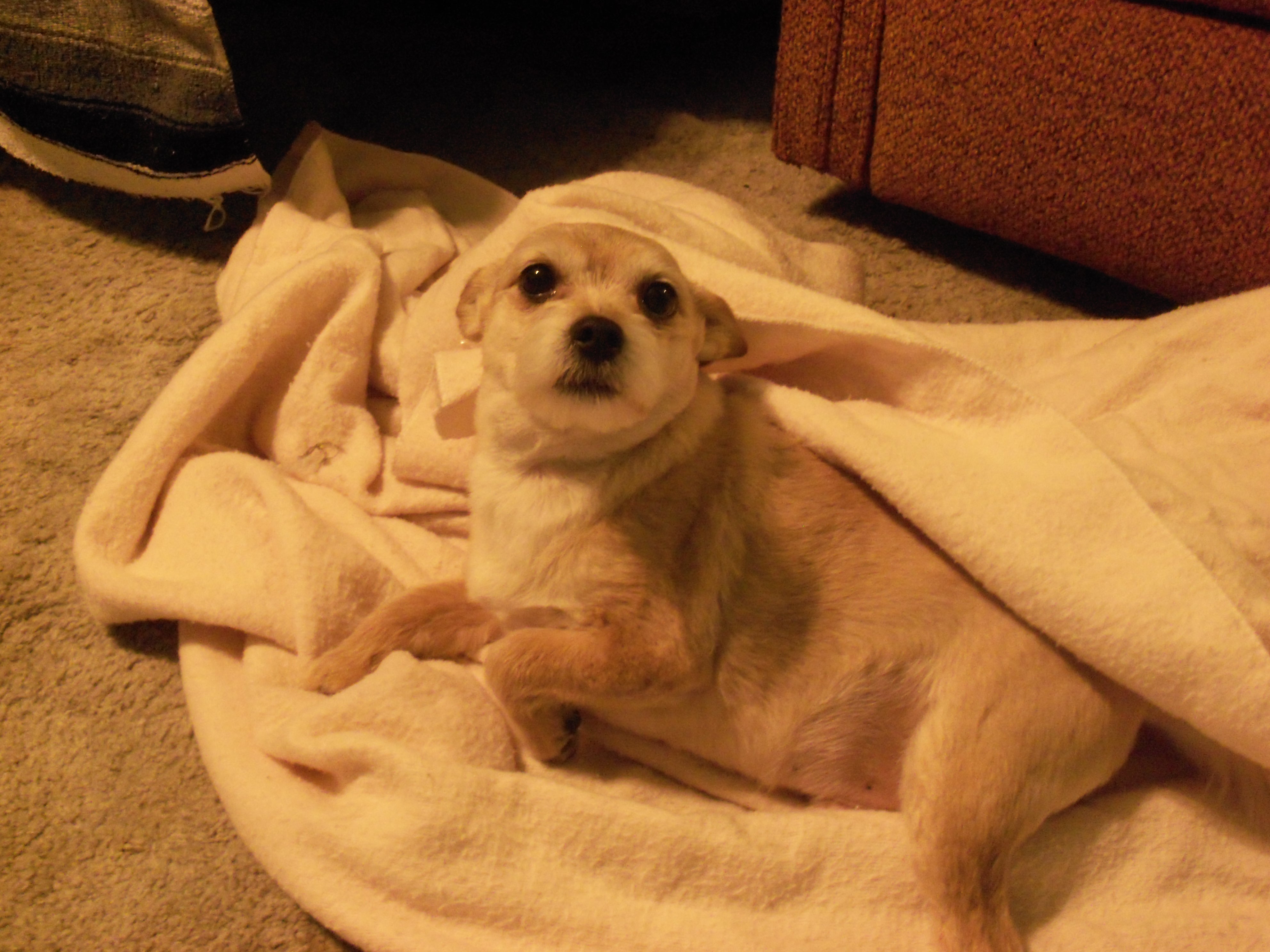 picture of my dog lucky