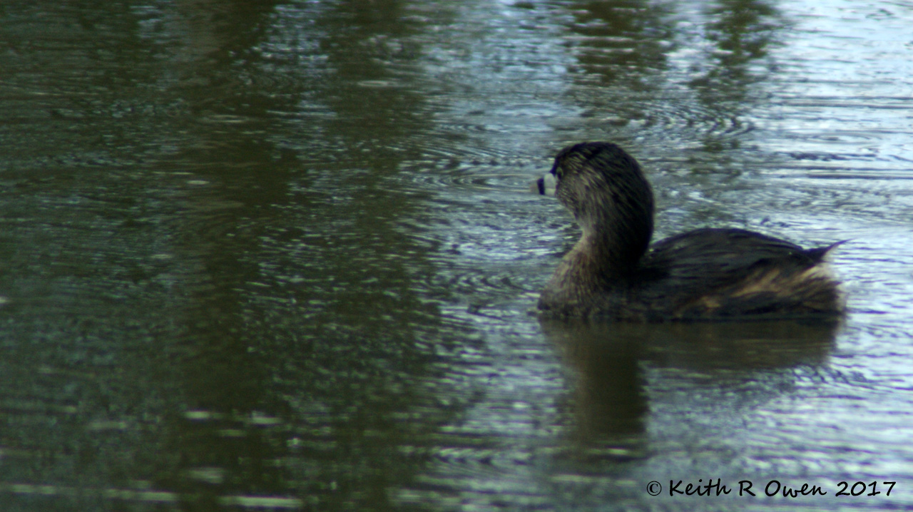 Pied-billed Grebe