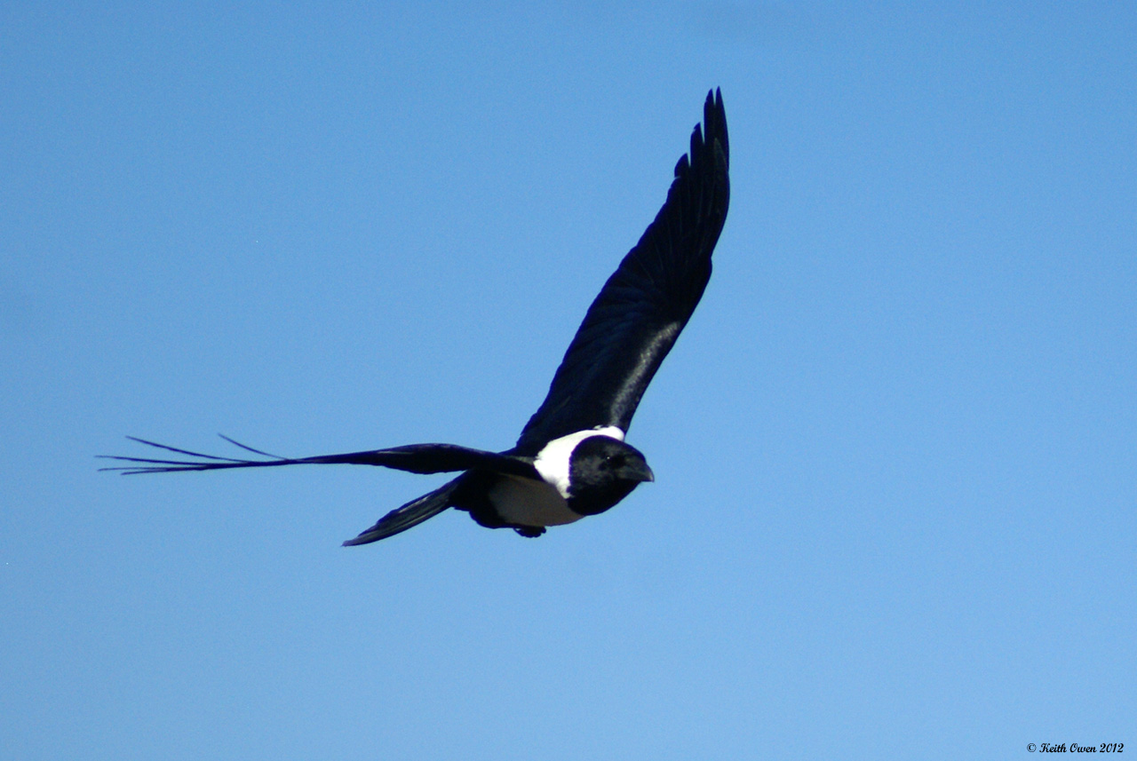 Pied Crow