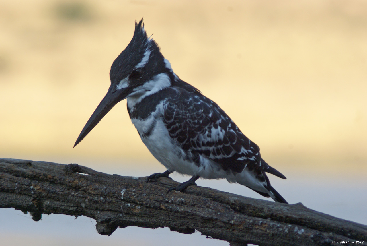 Pied Kingfisher