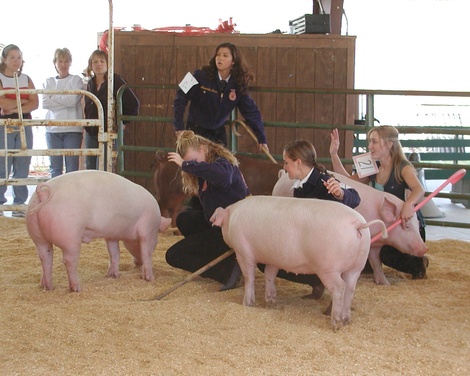 Pig Show
