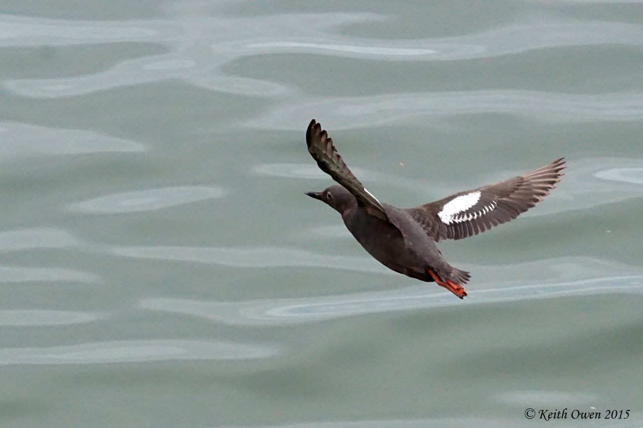 Pigeon Guillemot