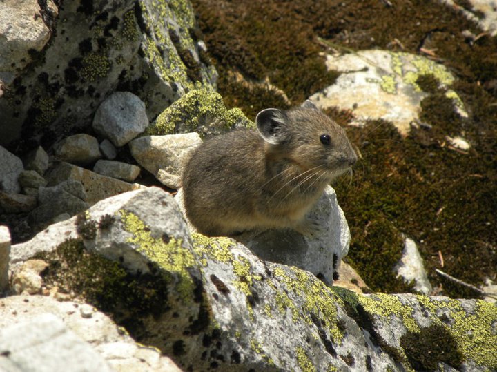 Pika near Snow Lake