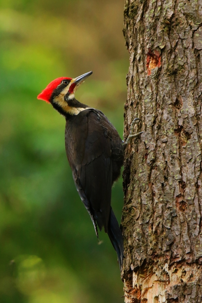pileated woodpecker