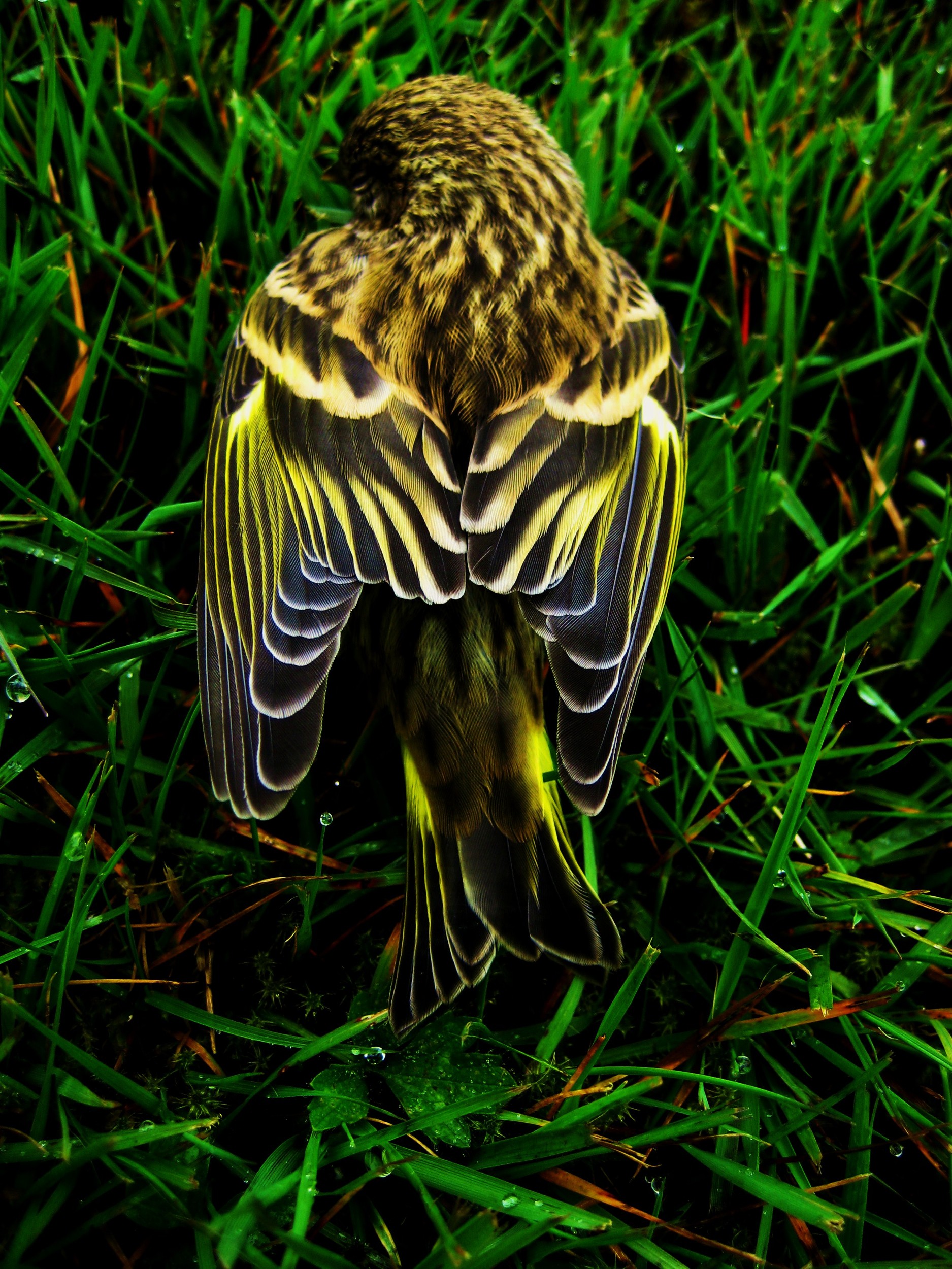 Pine Siskin 2