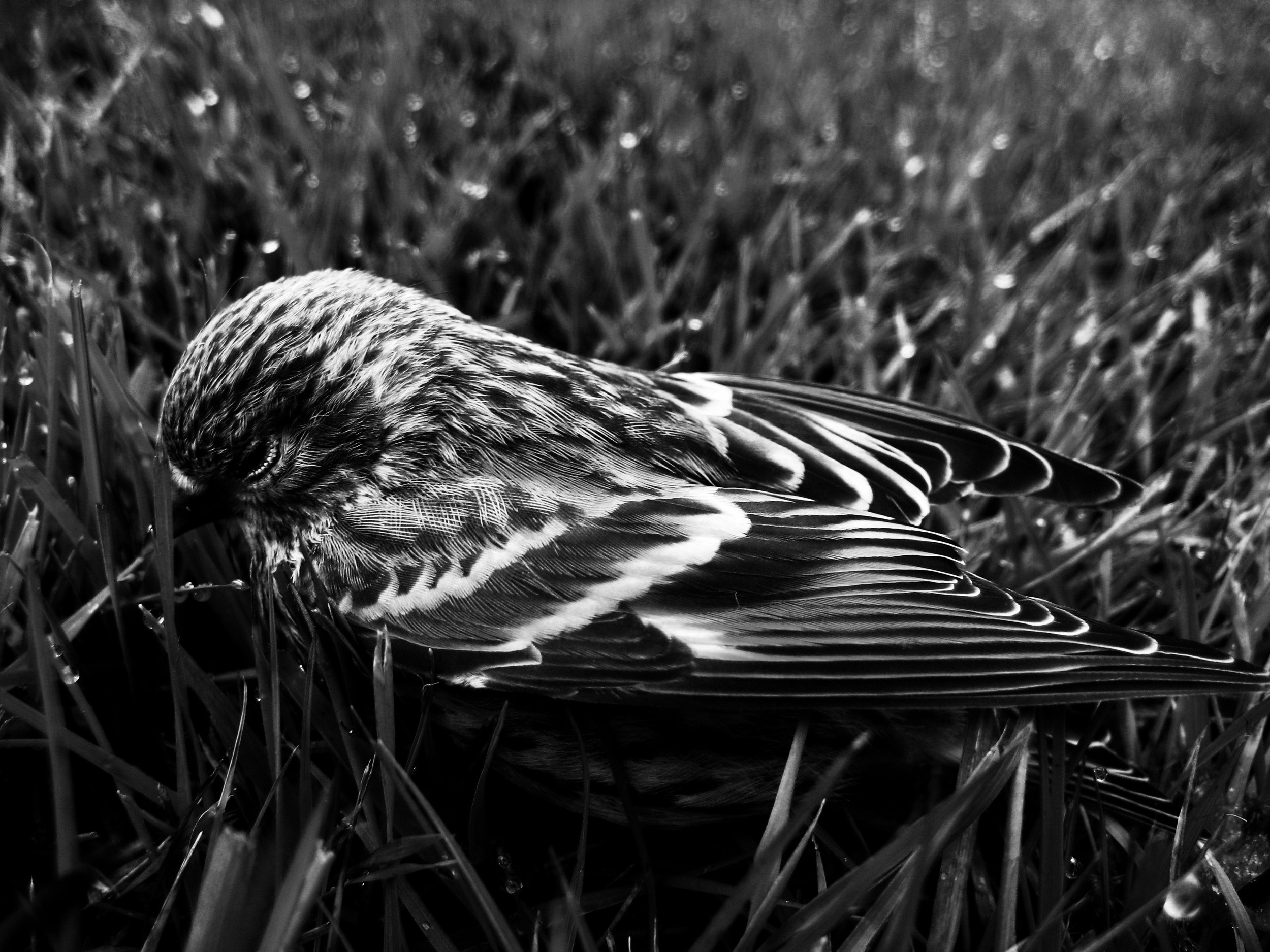 Pine Siskin