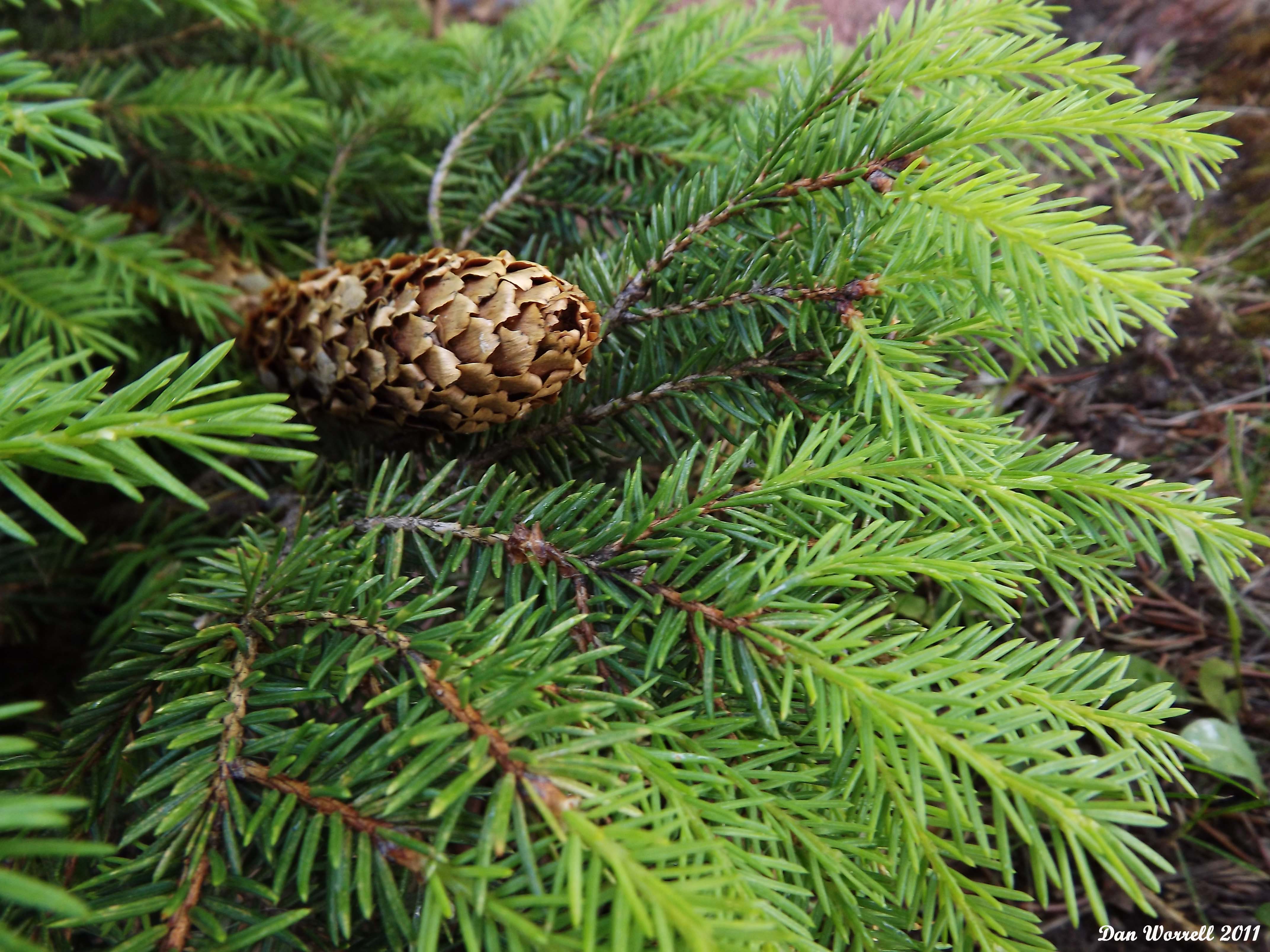 Pine_Cone_Copy