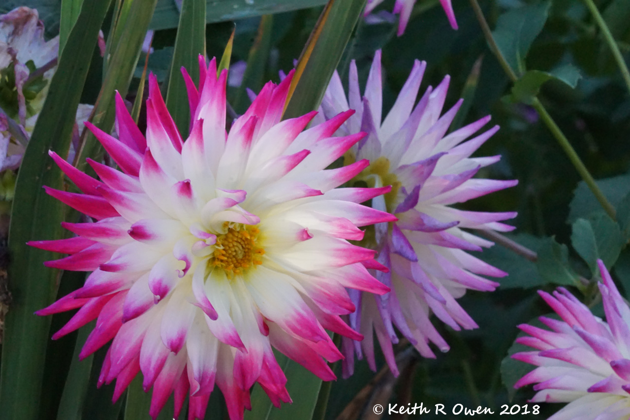 Pink and Lavendert