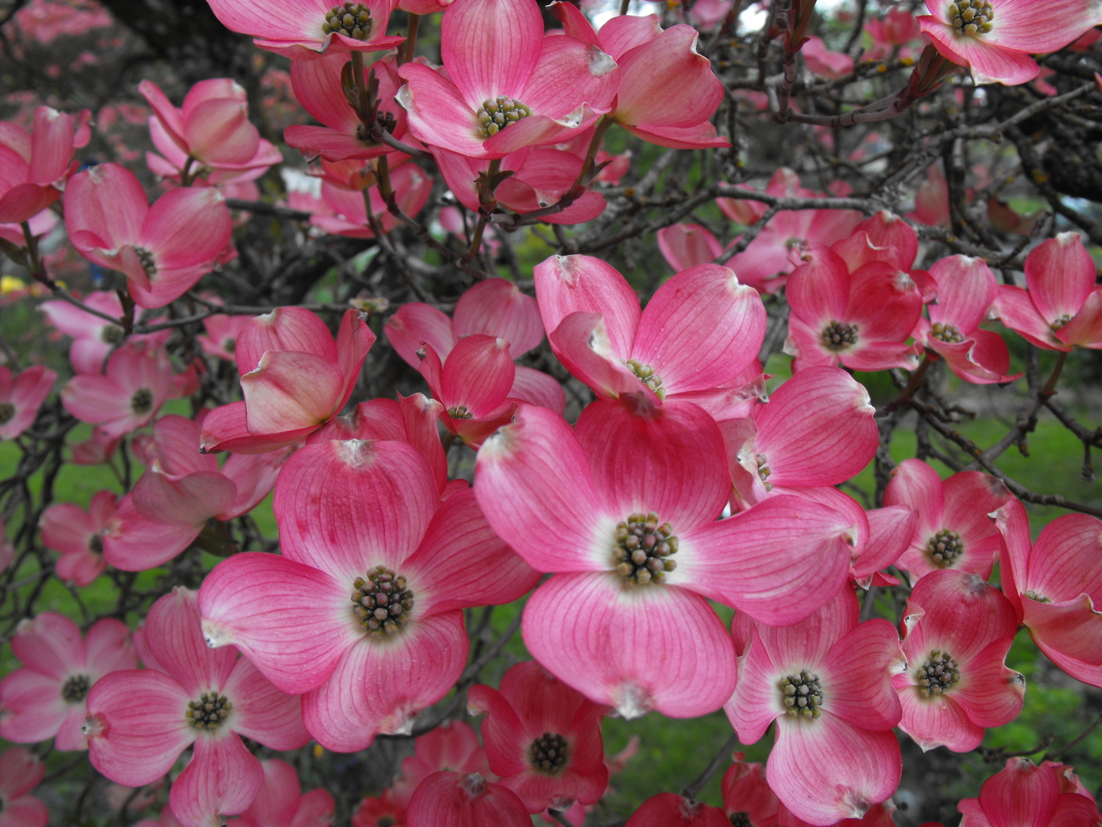 Pink Dogwood