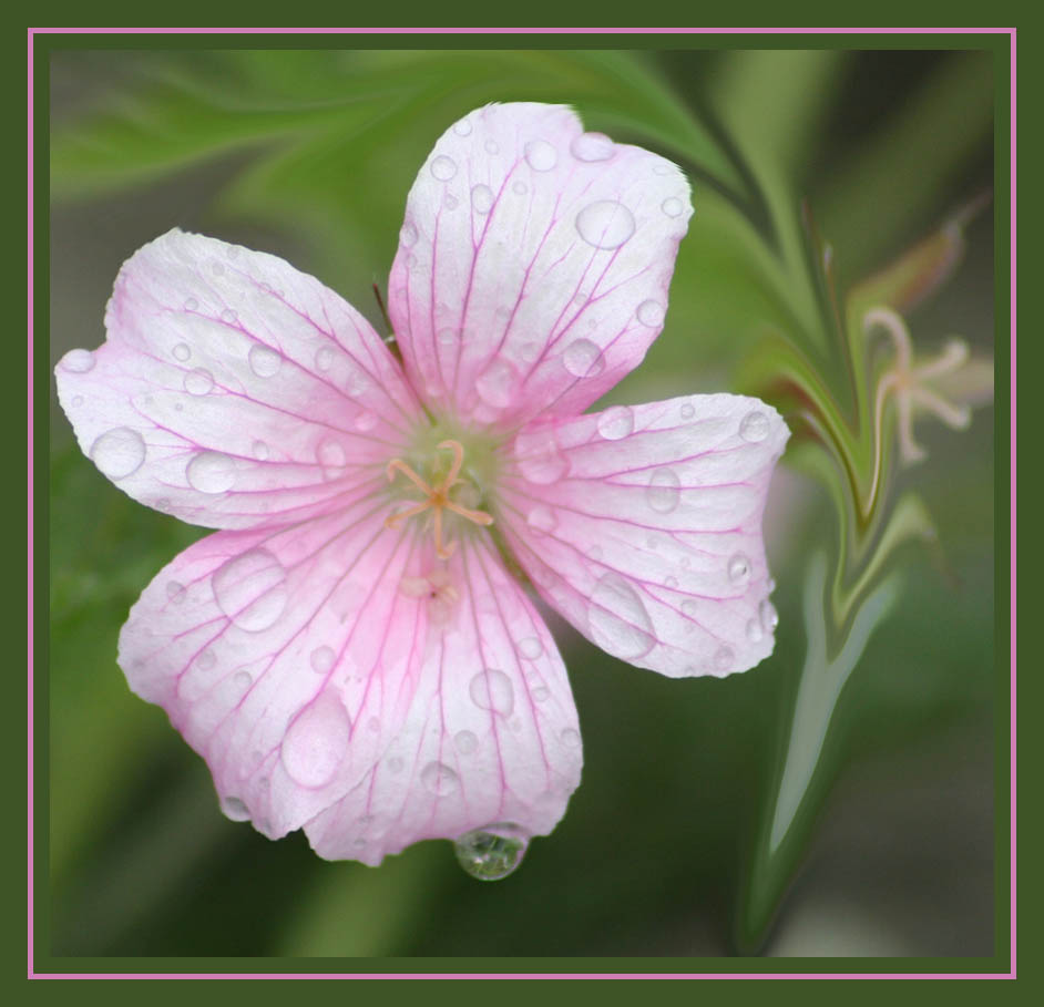 Pink & Rain