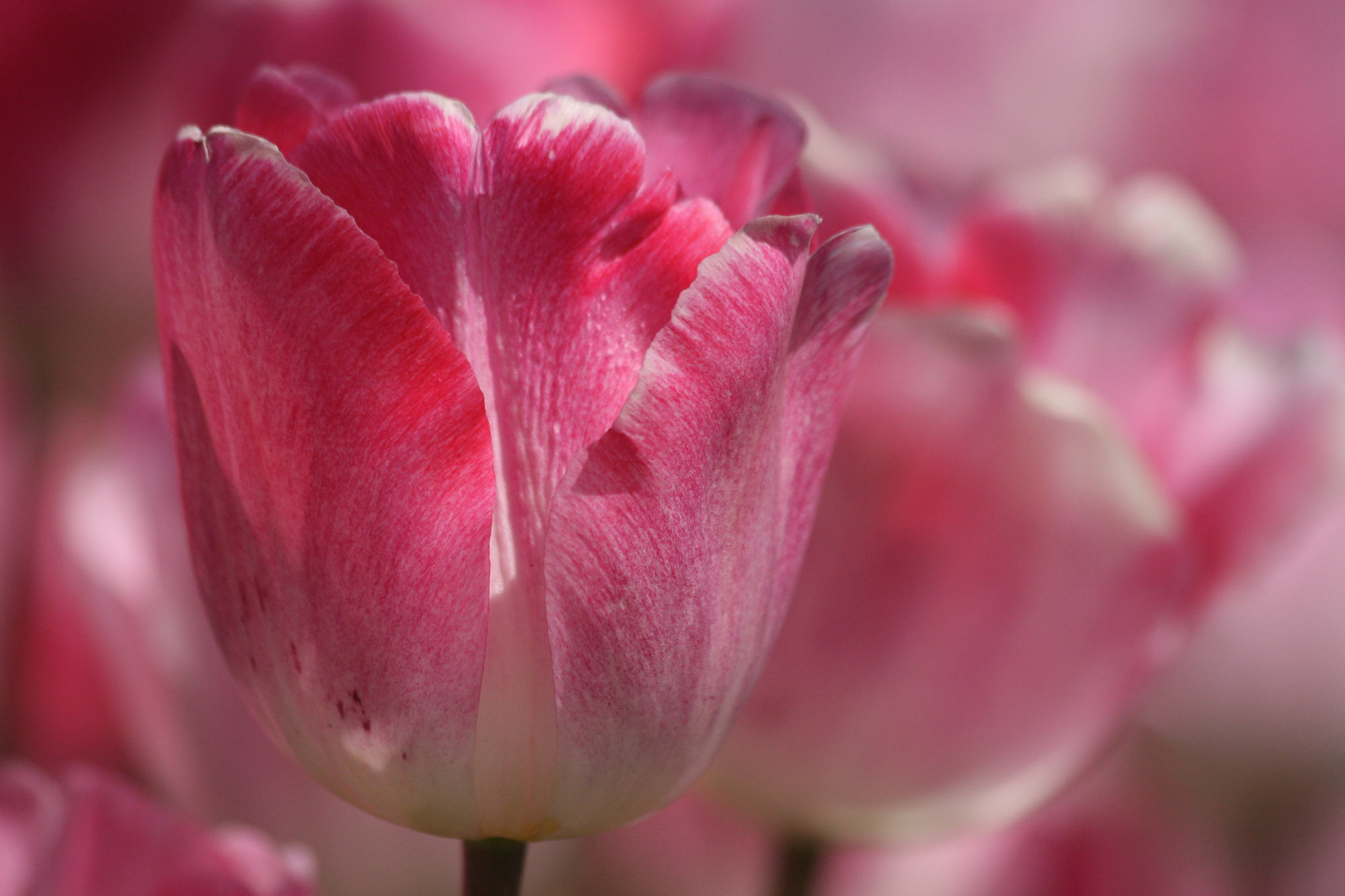 Pink Tulip