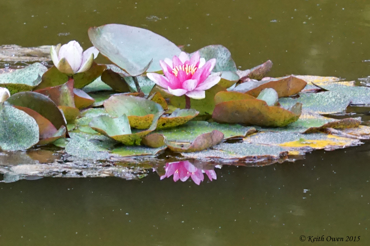Pink Water Lily
