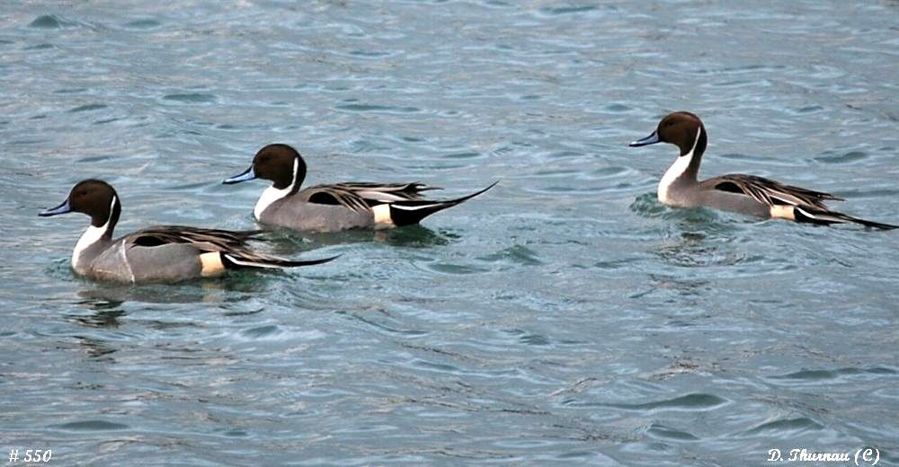 Pintails