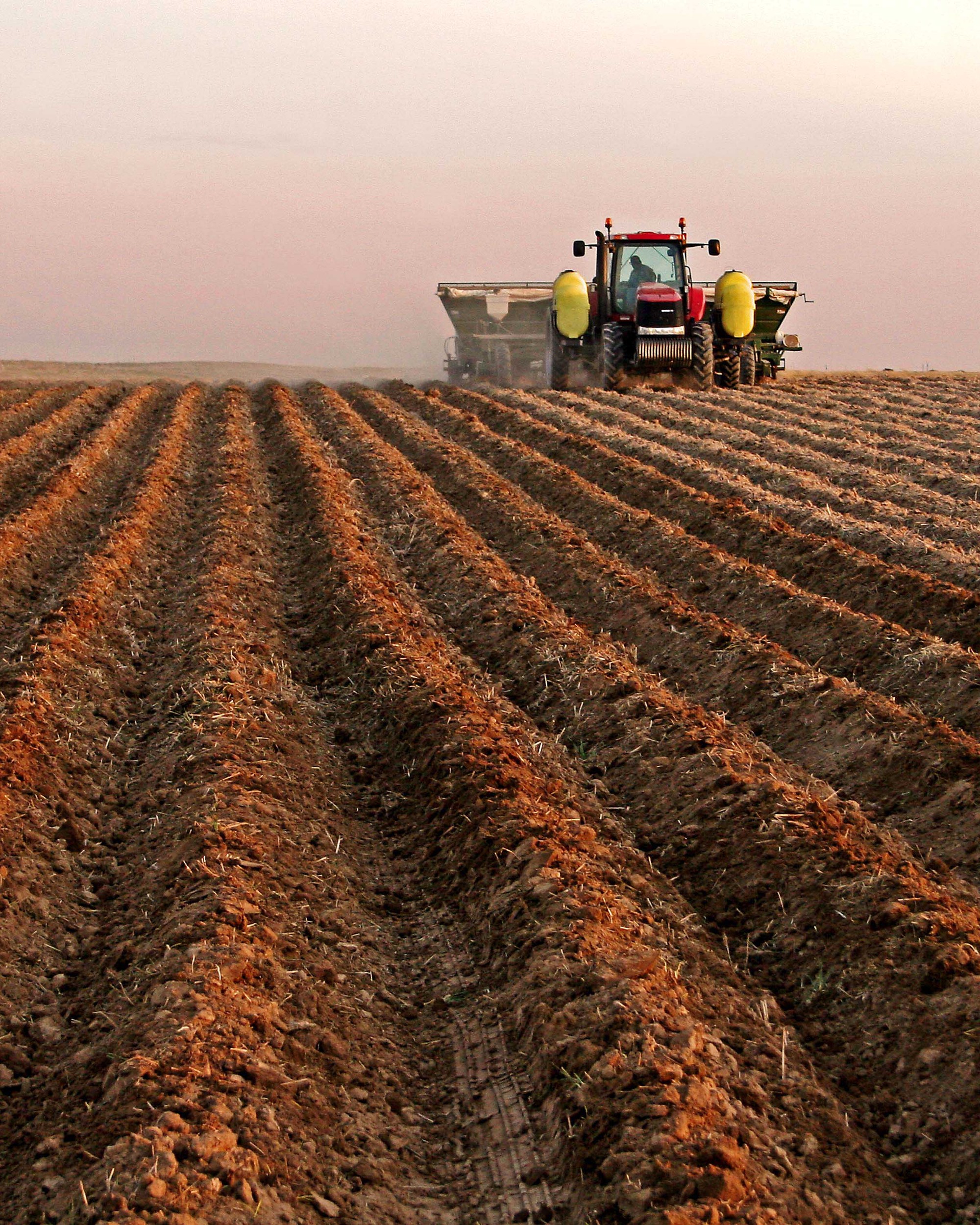 Plantin' Spuds